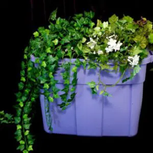 A purple container with plants in it