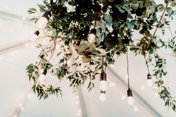 A ceiling with lights and plants hanging from it.